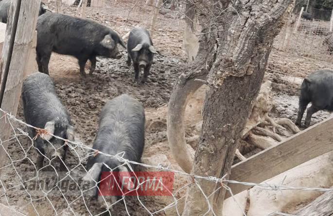 Esquilino, nel negozio di bambini vende abusivamente sigari cubani:  sequestro da 80 mila euro